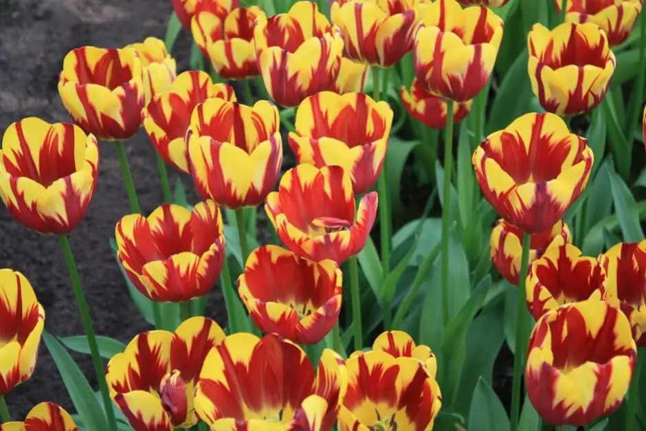 Tulpen in Flammen