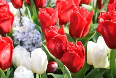 Tulpen mit Fransenrändern im Keukenhof Holland