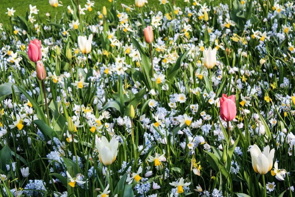 Tulips and other spring flowers in Keukenhof Holland