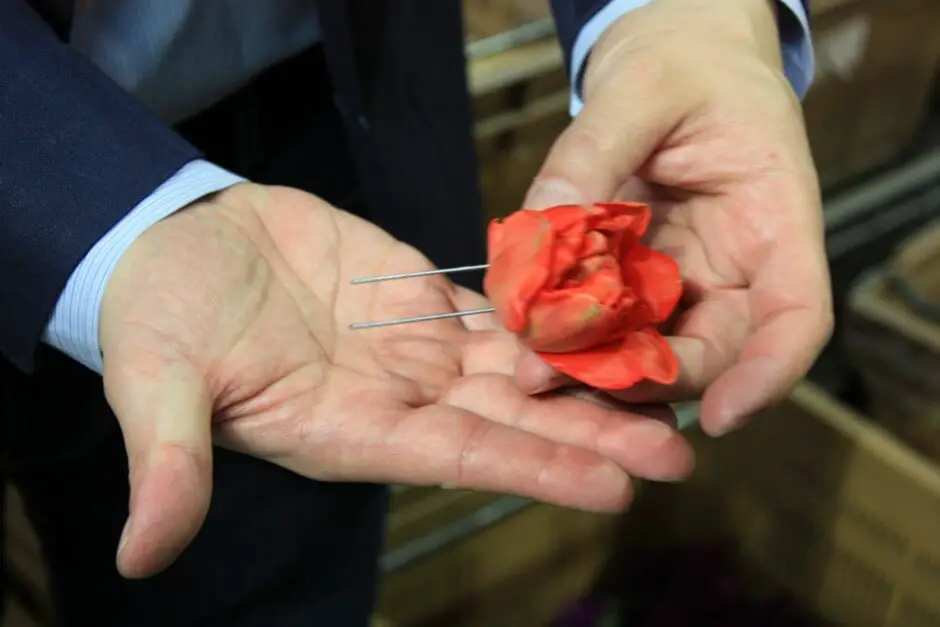 Tulpen werden mit Nadeln versehen und in einer Schaumform festgesteckt