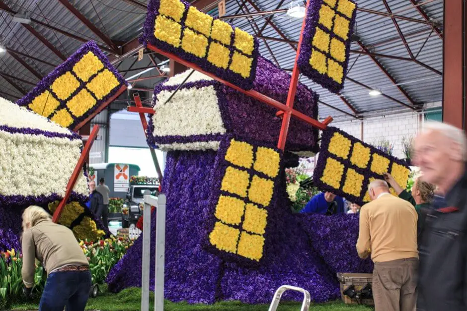 Tulpenblüte Holland - eine Windmühle