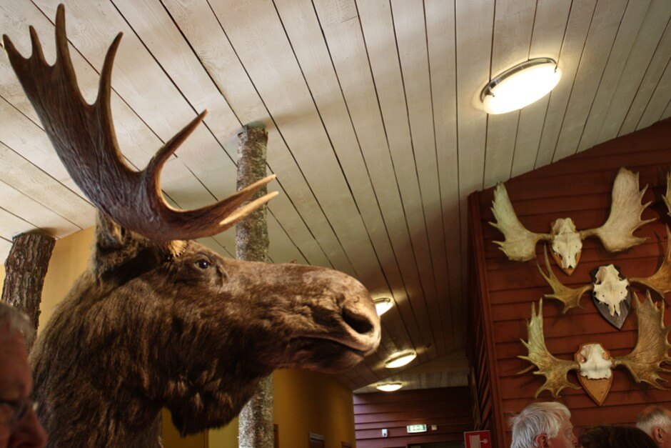 Alternative program - moose in the royal hunting museum in Älgens Berg