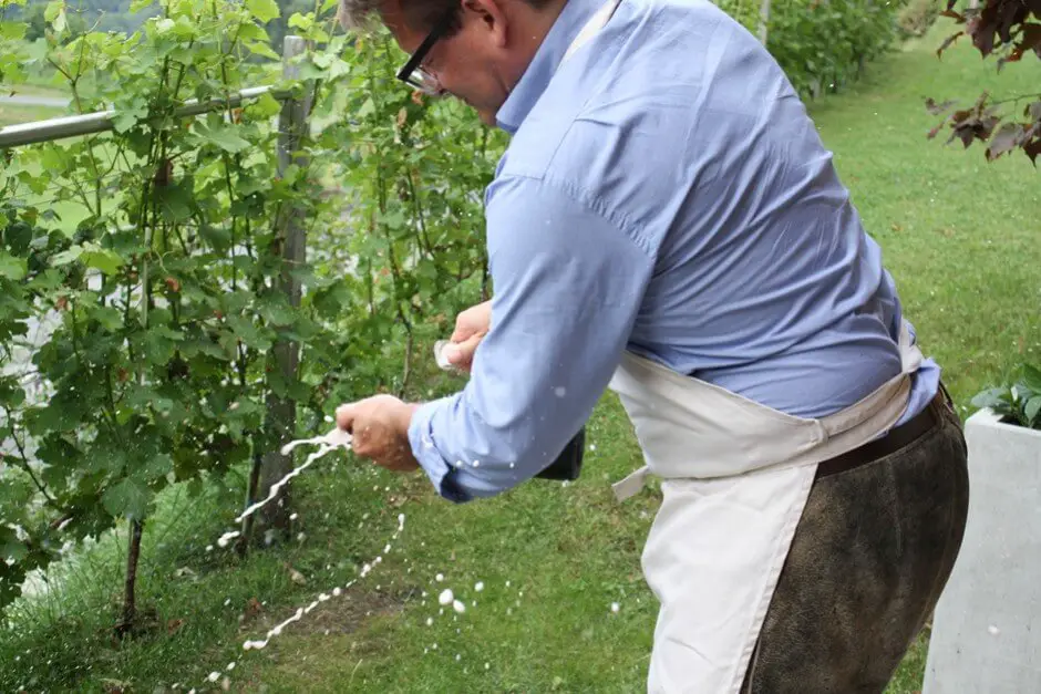 When disgorging, the yeast is squeezed out of the champagne bottle