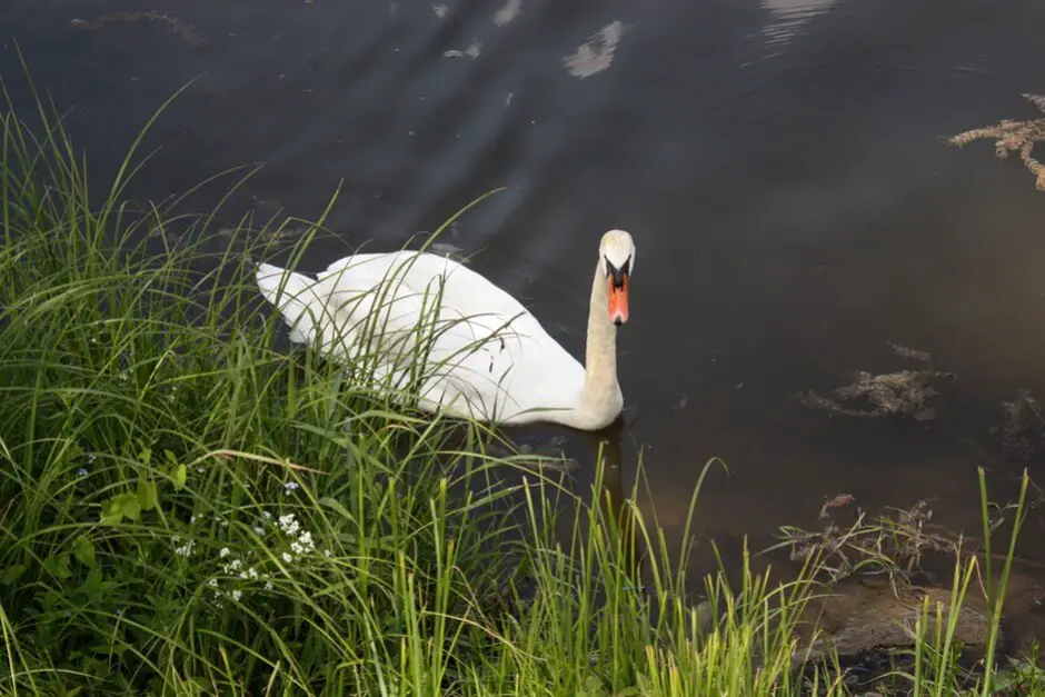 Dieser Schwan bettelt um Futter in der Marina von Traves