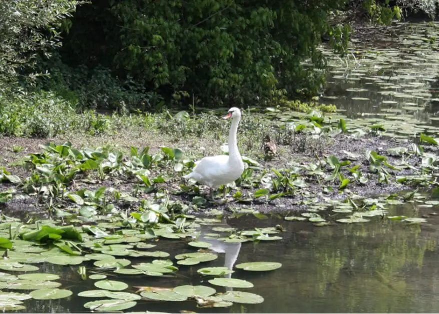 This swan guards its territory on the Saone