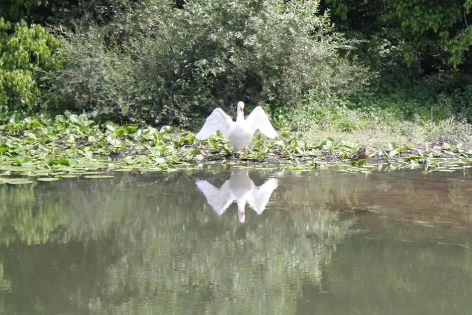 The Saone in Franche Comté - the river of the swans