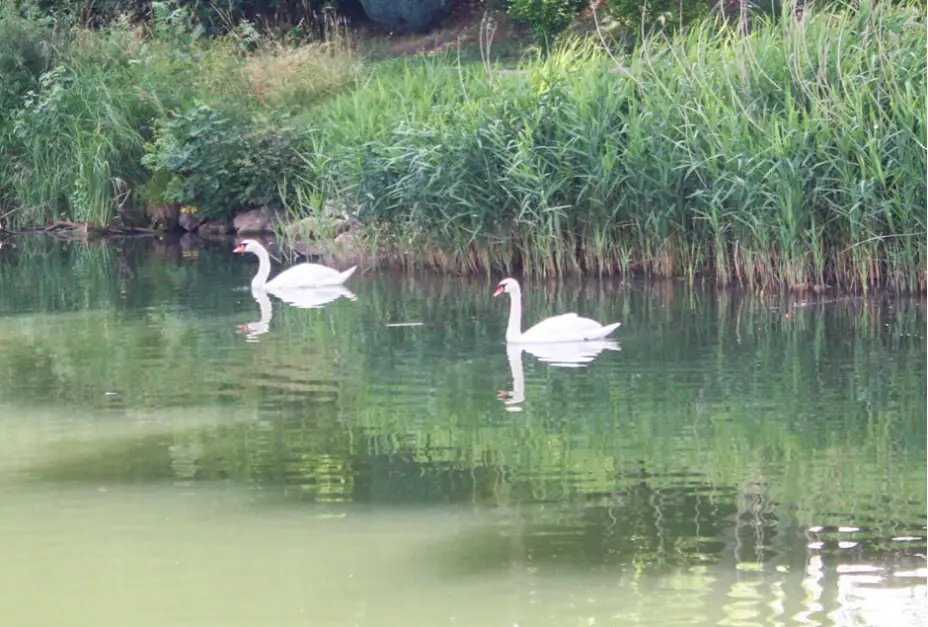 Einen Schwanenpaar am Flussufer der Saone