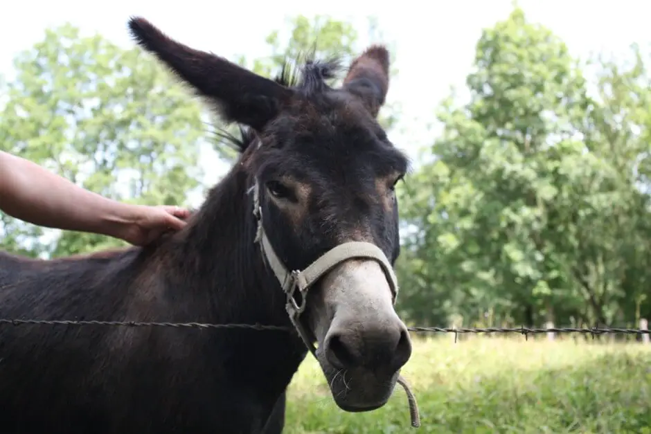 Donkeys in Traves