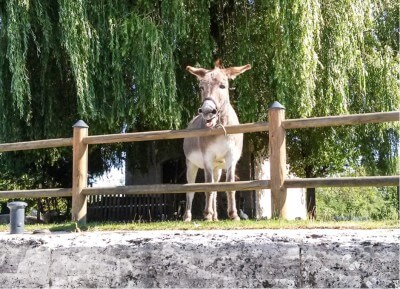 Donkey at the lock