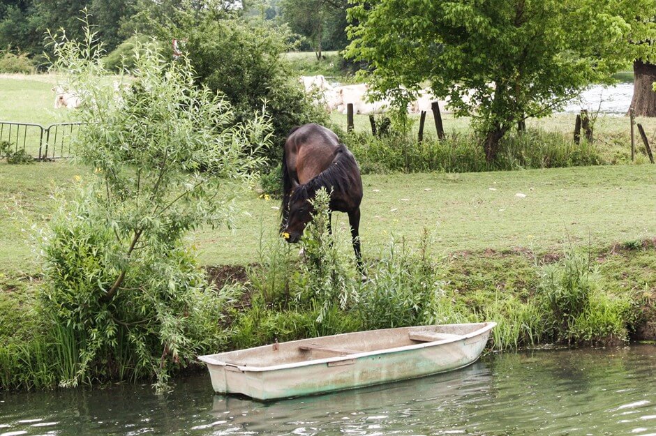 Pferd und Kanu am Flussufer