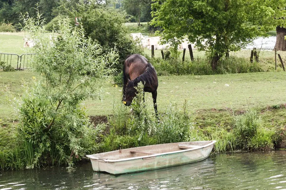 Horse and canoe on the riverbank