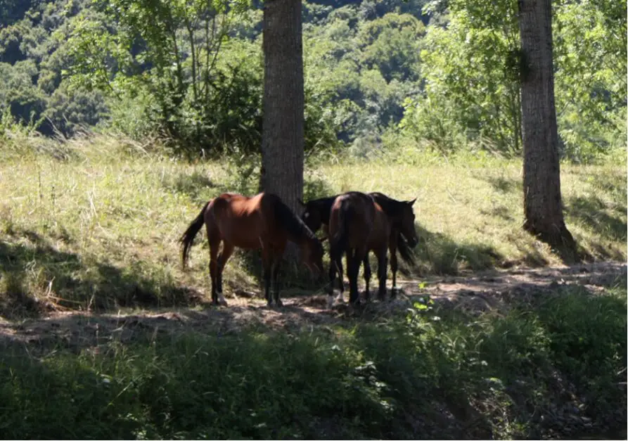 Horses on the river