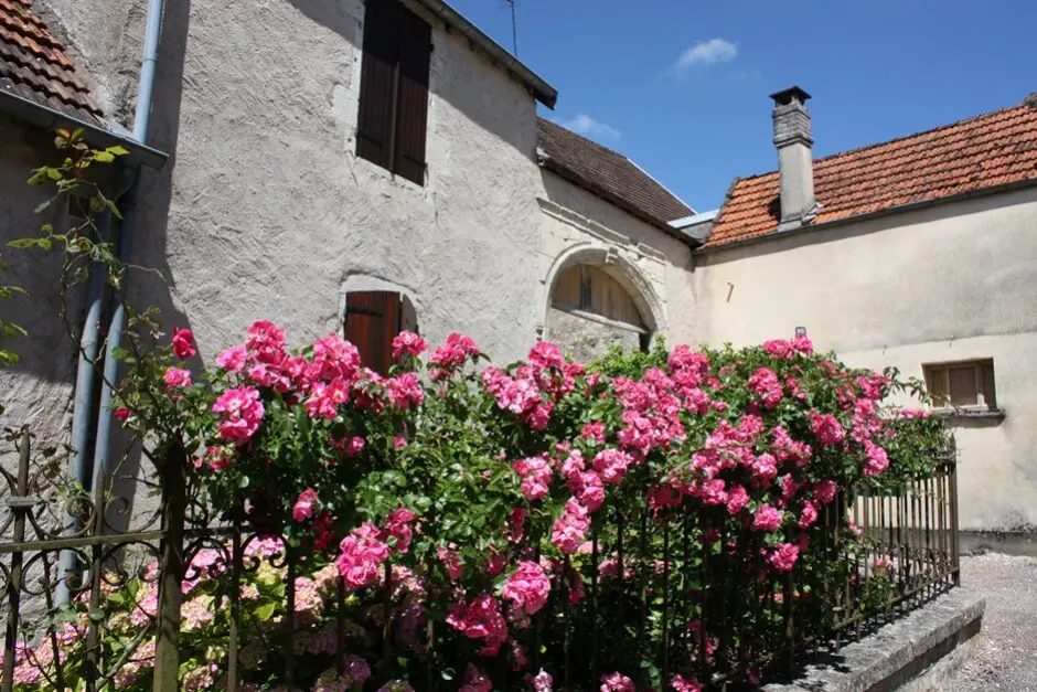 Ray sur Saone - Roses on weathered facades