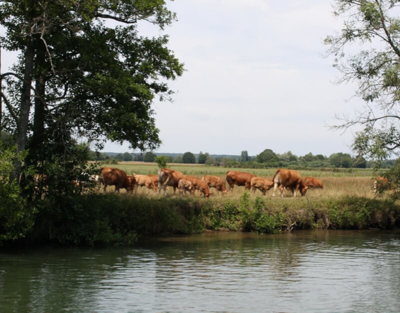 Cattle herd on the river
