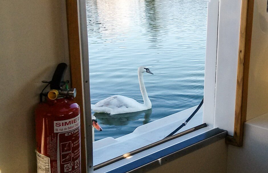 Swan visit on the Saone - already at breakfast