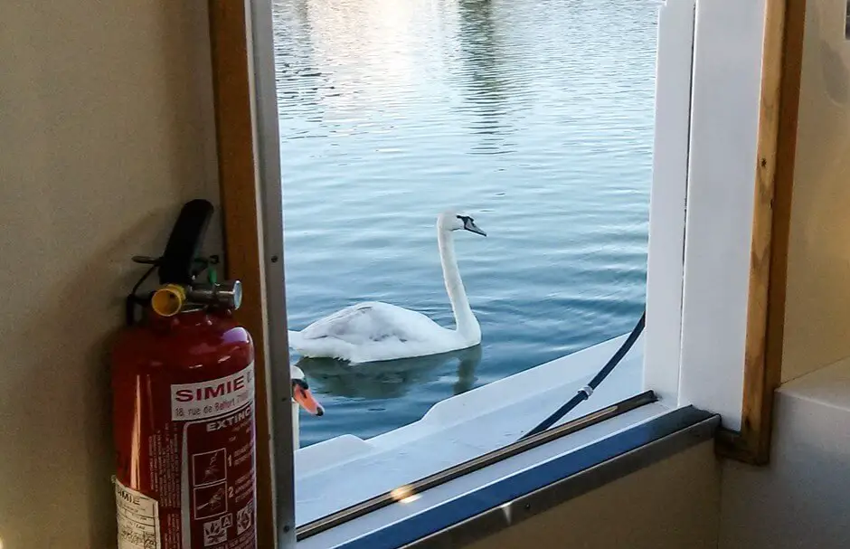 Schwanenbesuch auf der Saone - schon beim Frühstück