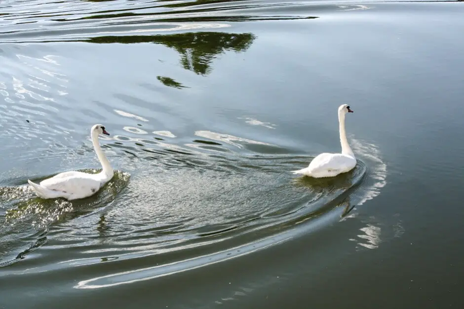 Schwäne ziehen ihre Kreise im Abendlicht auf der Saone