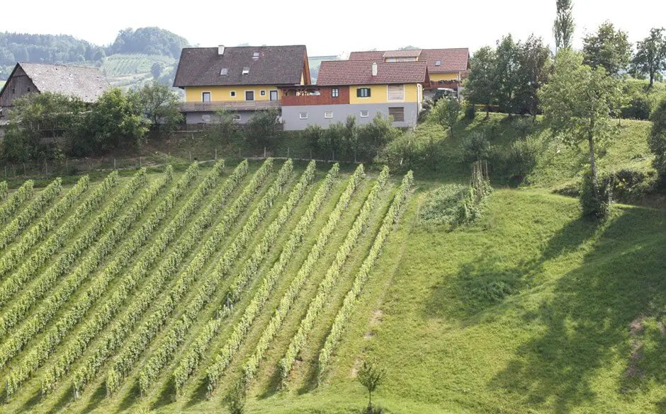 Weingut Zimmer mit Ausblick auf die Weinberge