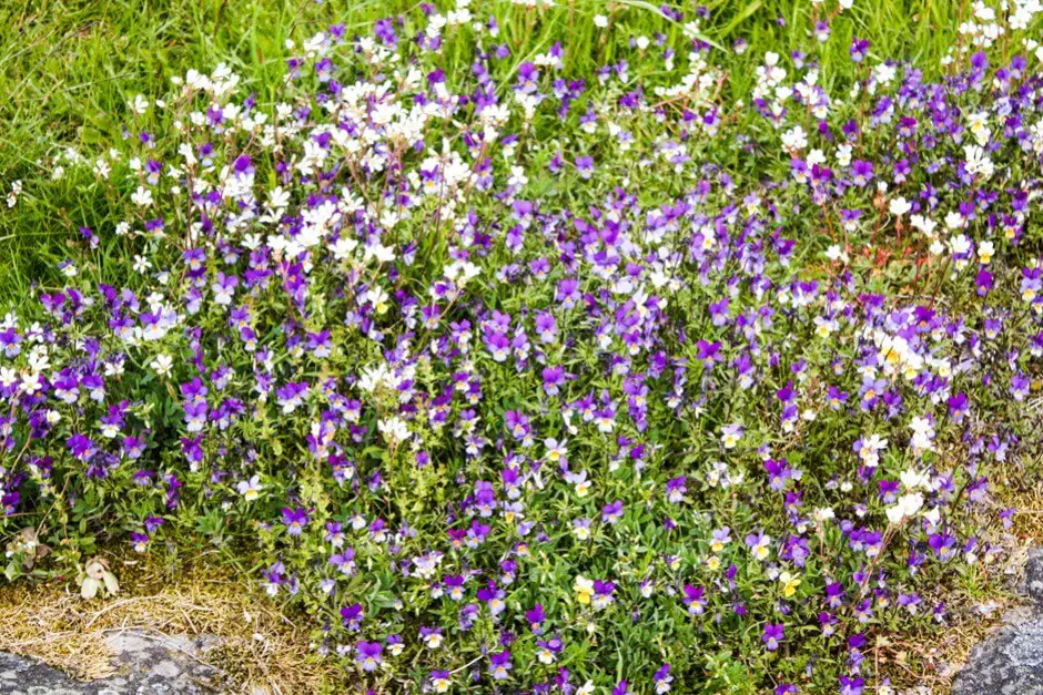 Wild violets