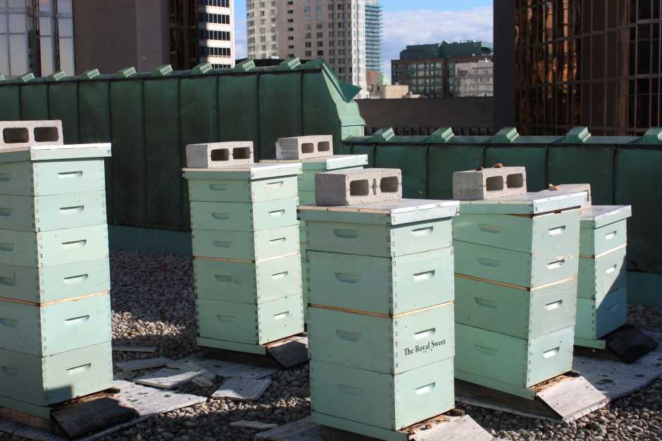 Beehives in the roof garden of the Royal York Hotel in Toronto