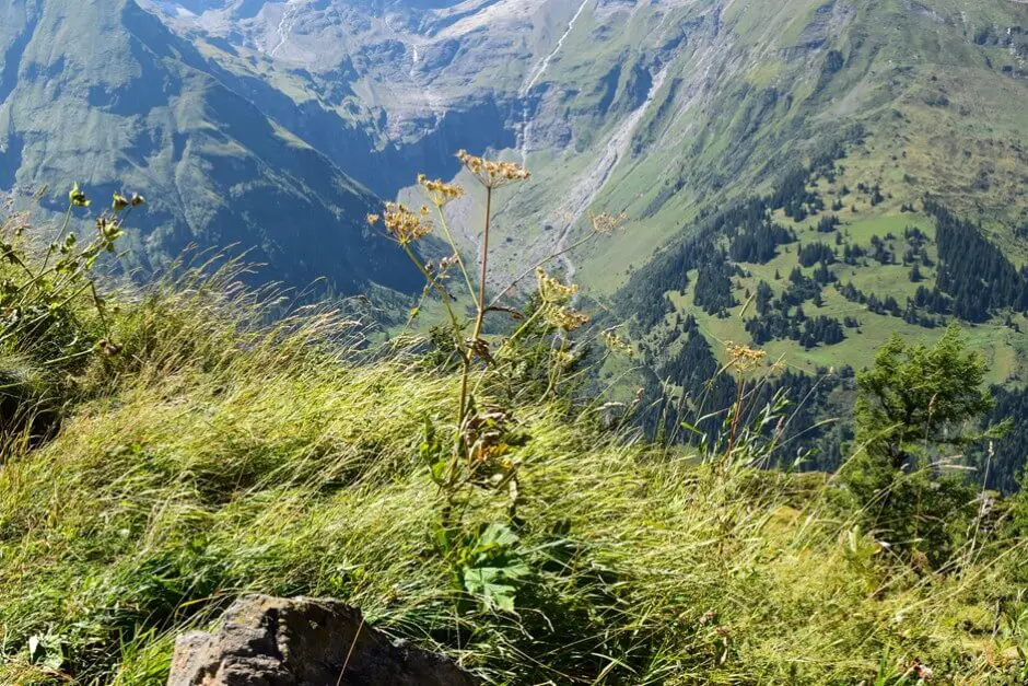 The Fuscher valley from the Piffkar from the Glockner Hochalpenstrasse