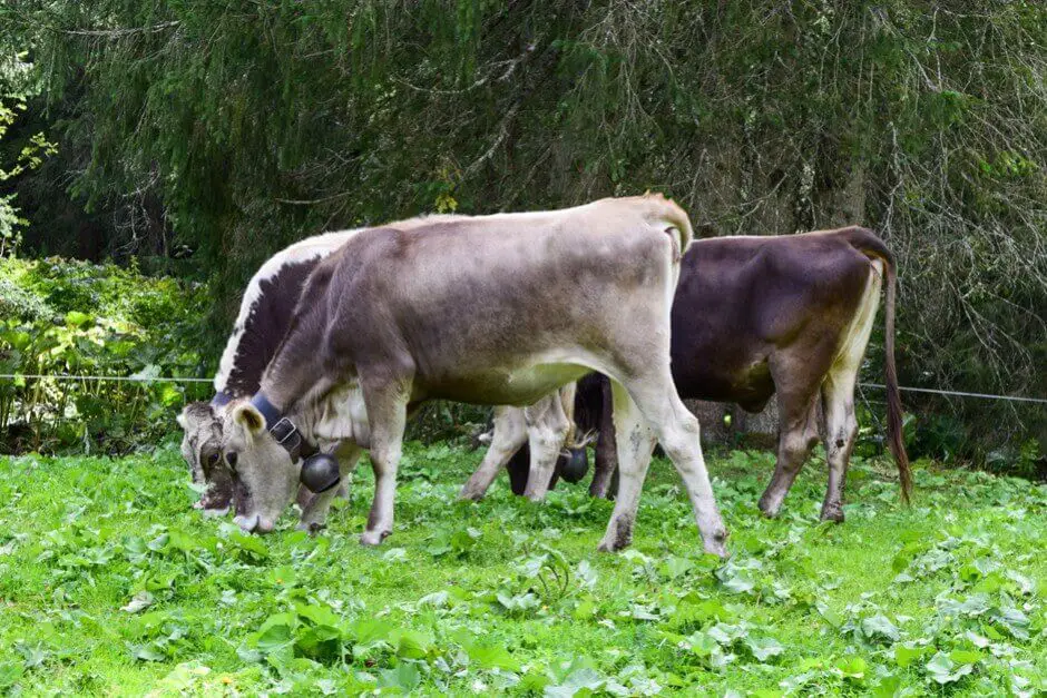 Happy cows - road trip through Kleinwalsertal