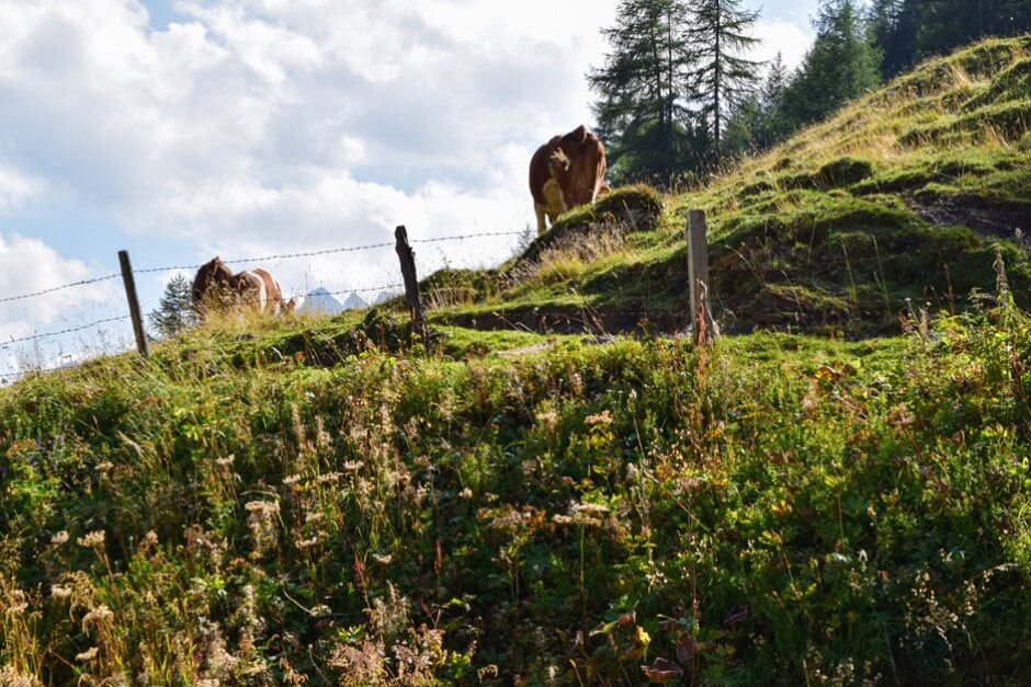 Glückliche Kühe auf den Bergwiesen der Hohen Tauern am Großglockner Hochalpenstraße Streckenverlauf