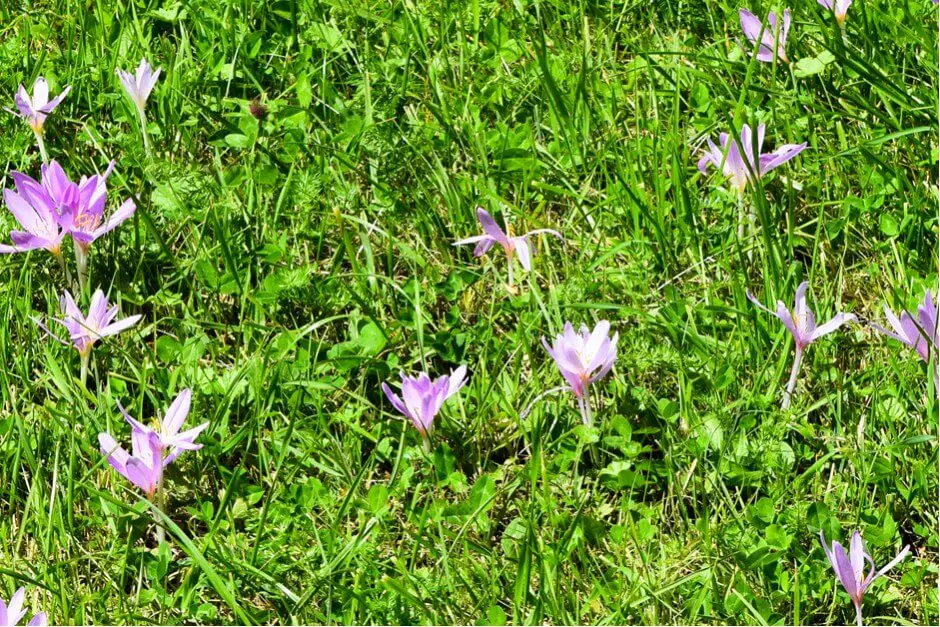 Autumn crocus