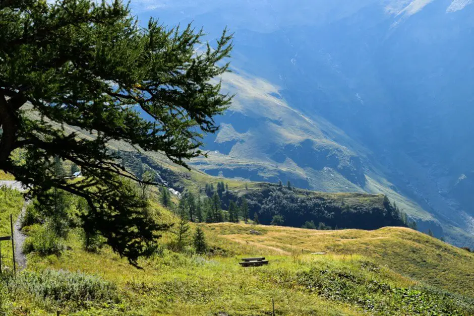 Latschen am Piffkar above the Fuscher valley on the Grossglockner High Alpine Road route