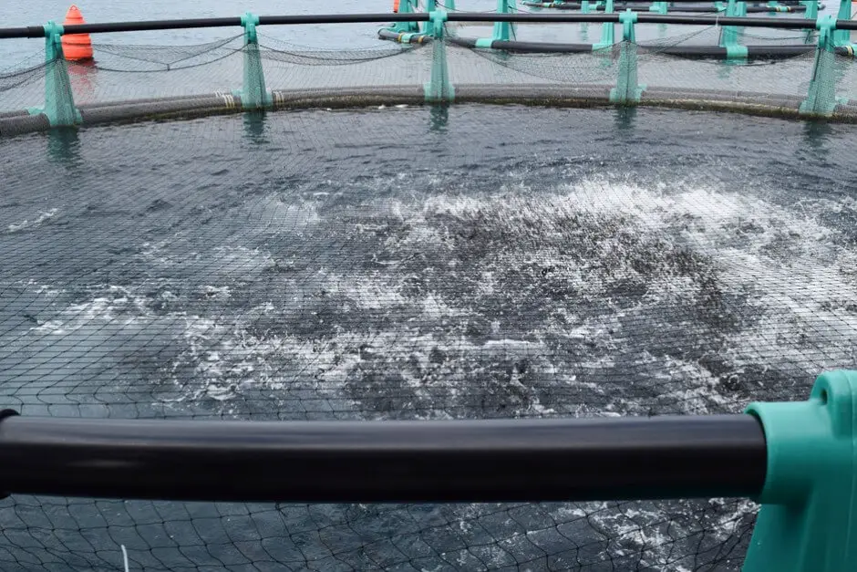 Excited, the perch are waiting for food in the fish farm in Portoroz Slovenia