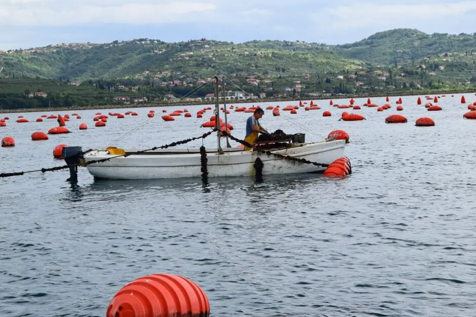 Mussel farming on the Fonda fish farm in Portoroz Slovenia