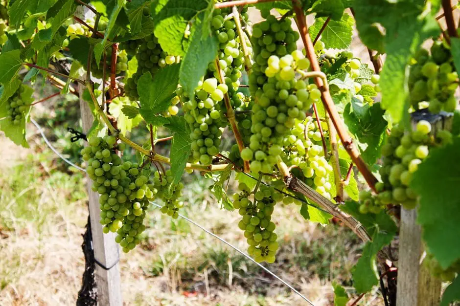 Die Wiener Weinberge - In Wien wird Wein angebaut