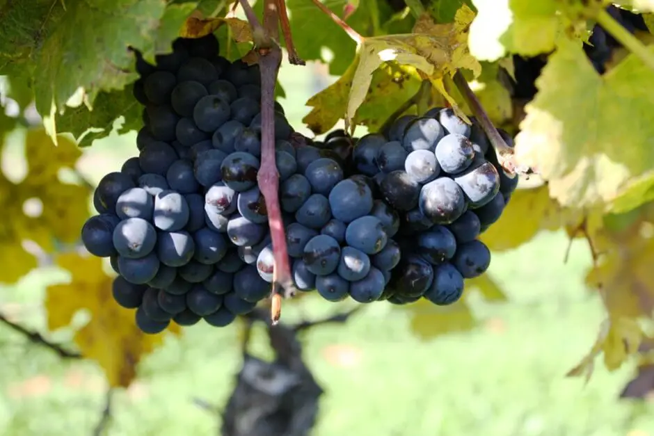 Wine-growing regions Austria vacation - excursion tip Austria and Bavaria