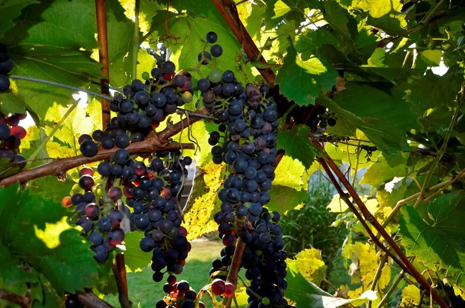 Grapes - The perfect gift for gourmet travelers