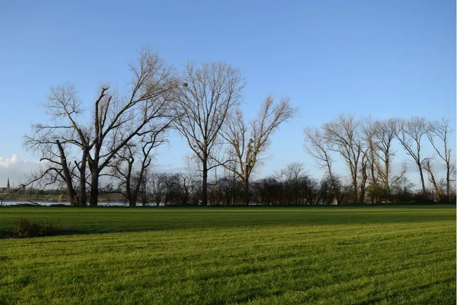 Rheinauen auf einer Kutschfahrt Am Rhein