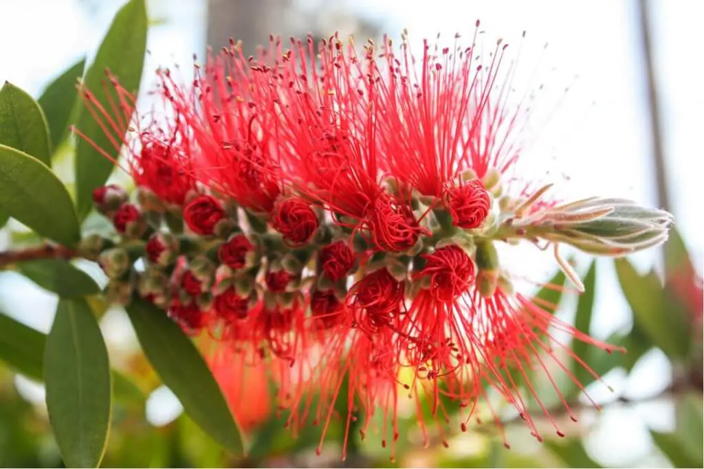 The blossom of a bottlebrush tree in Lloret de Mar