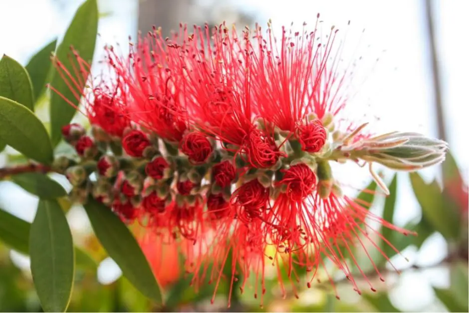 Die Blüte eines Flaschenputzerbaums in Lloret de Mar