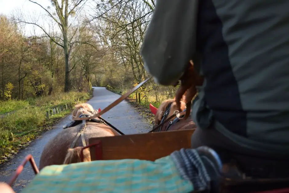 Through the Rhine meadows on a carriage ride