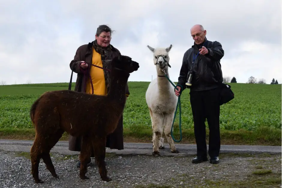 Hiking with alpacas