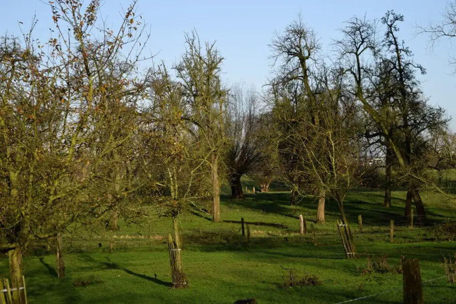 Wintry meadow orchards in the Urdenbacher Kämpe
