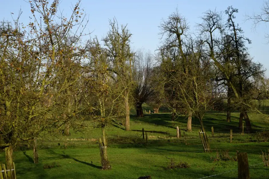 Winterliche Streuobstwiesen in der Urdenbacher Kämpe