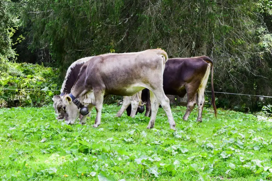 cowbells