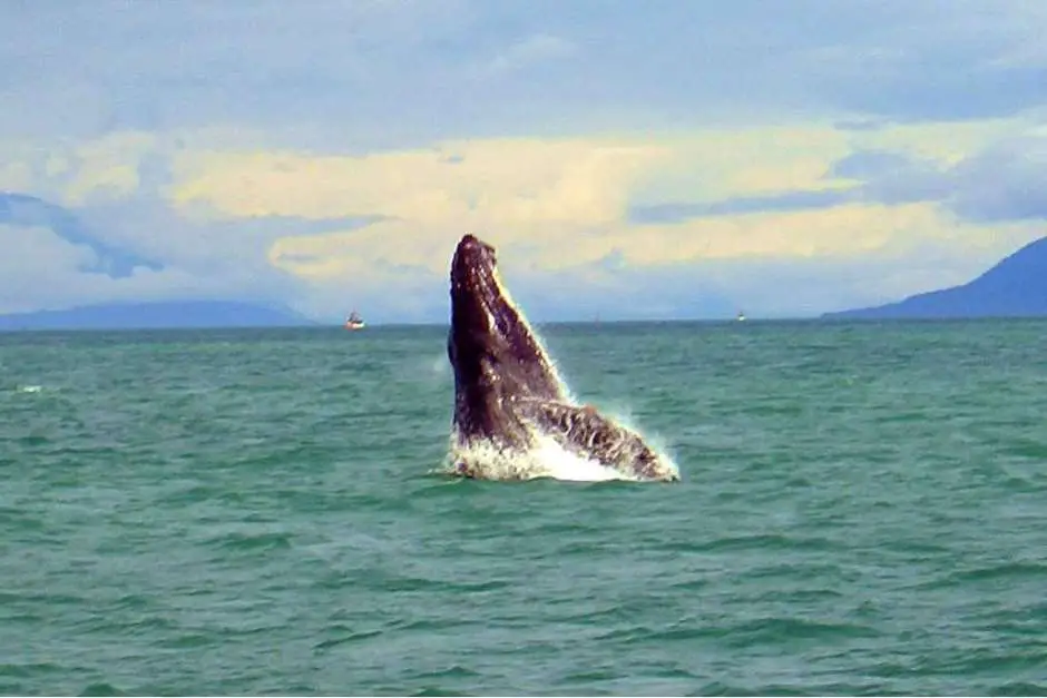 Humpback whale in Alaska