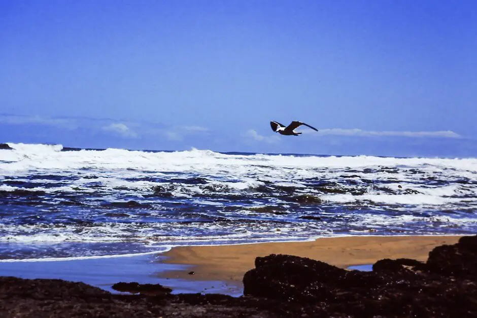 Seagull over the waves