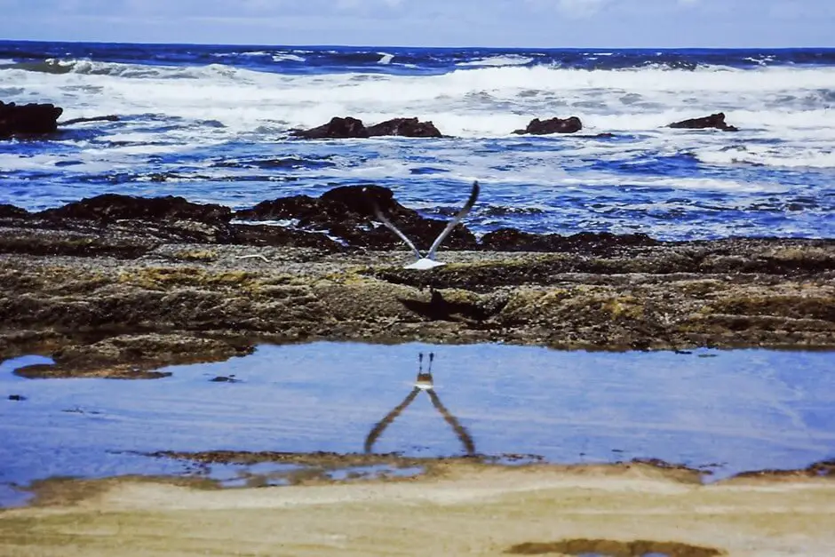 Seagull on Wilderness Beach