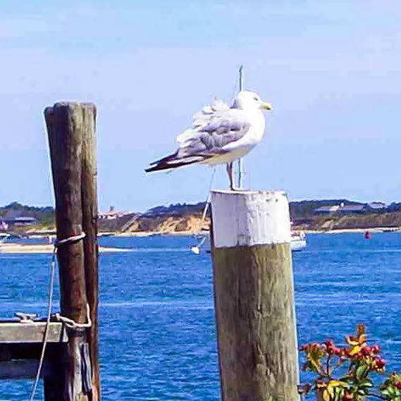 Möwe an der Chappaquiddick Fähre auf Martha's Vineyard