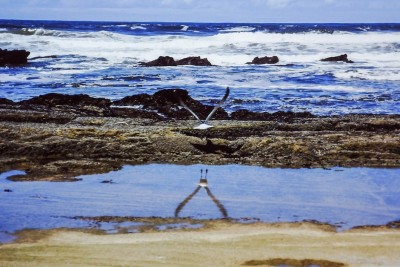 Möwe am Strand von Wilderness