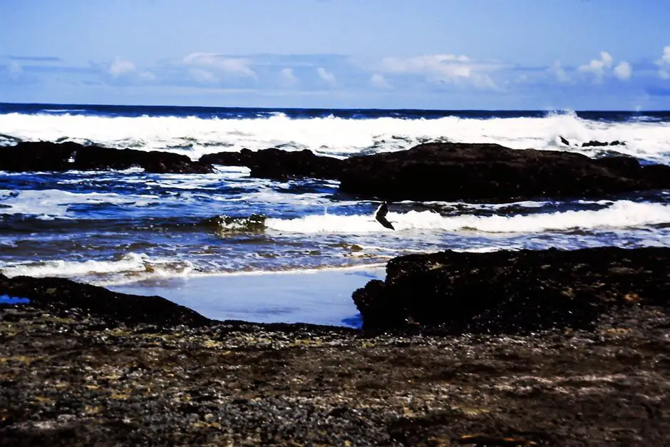 Reiher am Strand