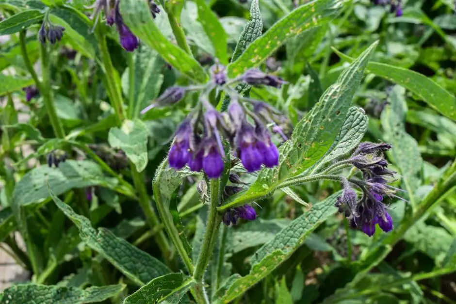 Herb garden - three monasteries