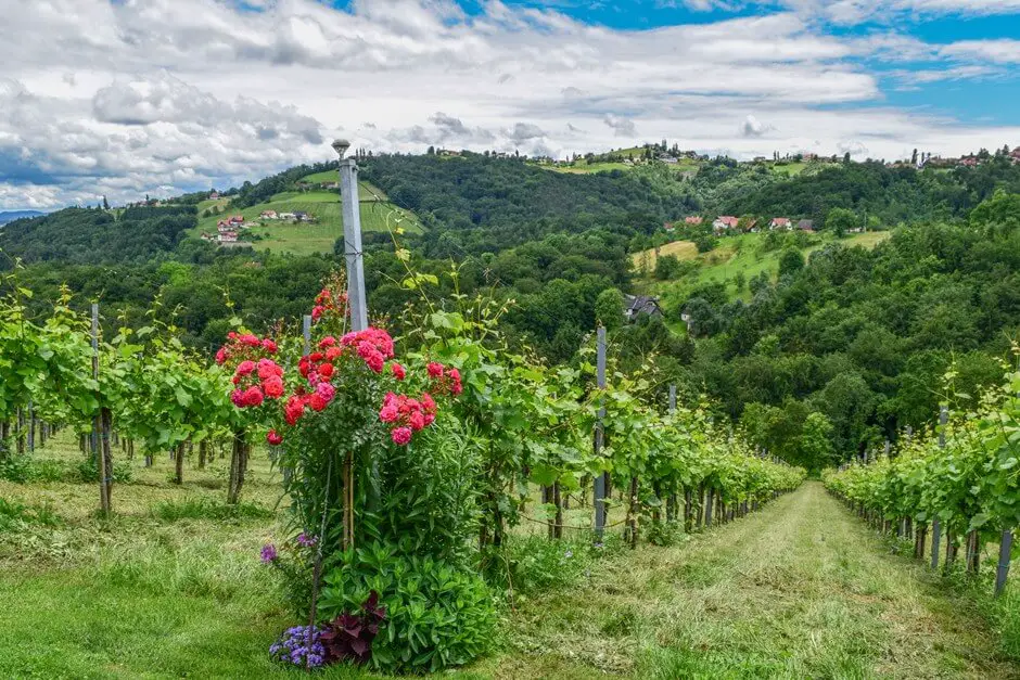 Wo Du in den Weinbaugebieten Österreich Urlaub machen kannst